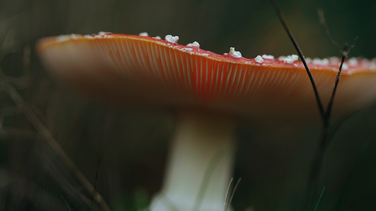 Series image 5