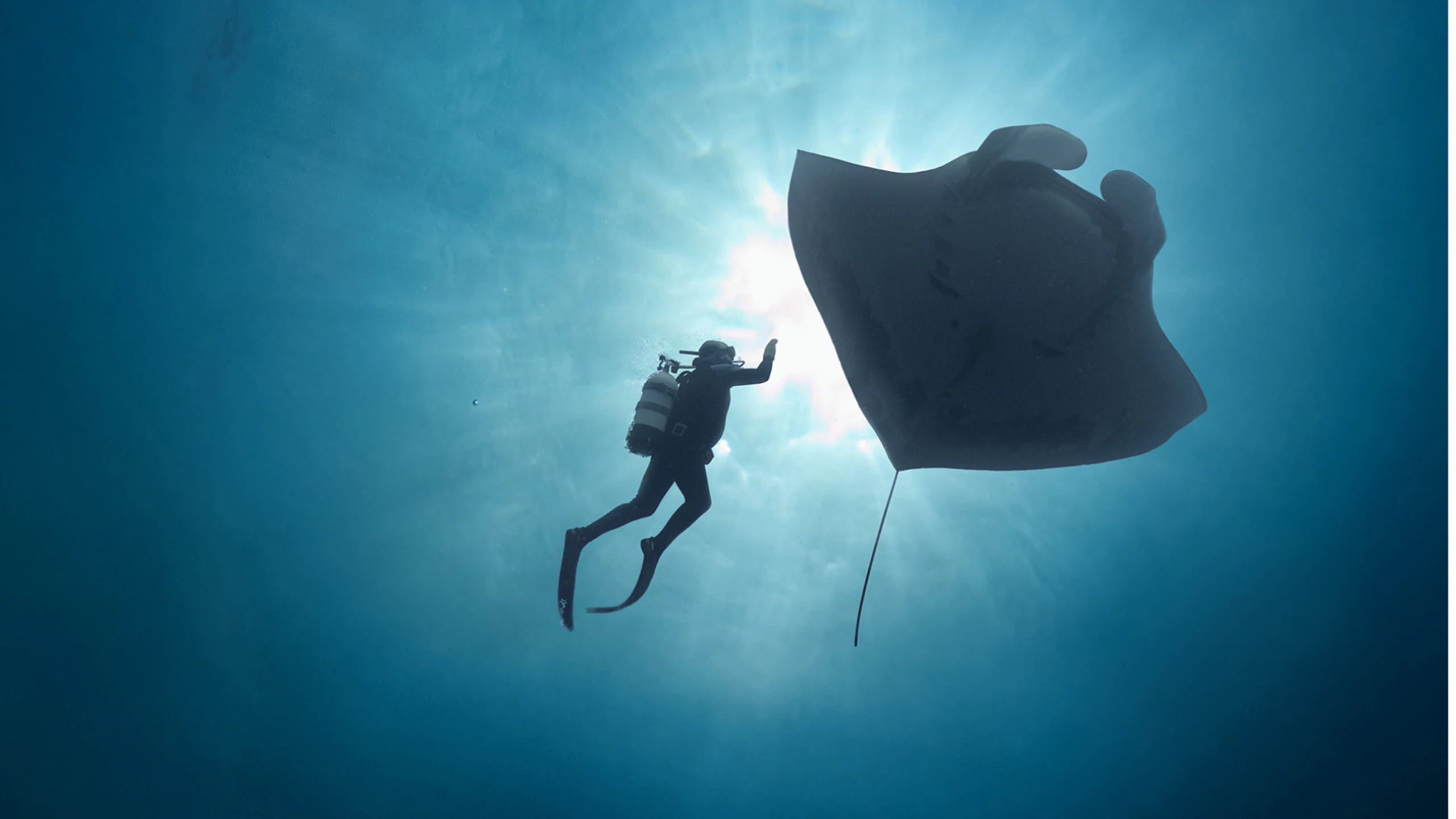 The Last Dive COP30 Freezone Film Screening