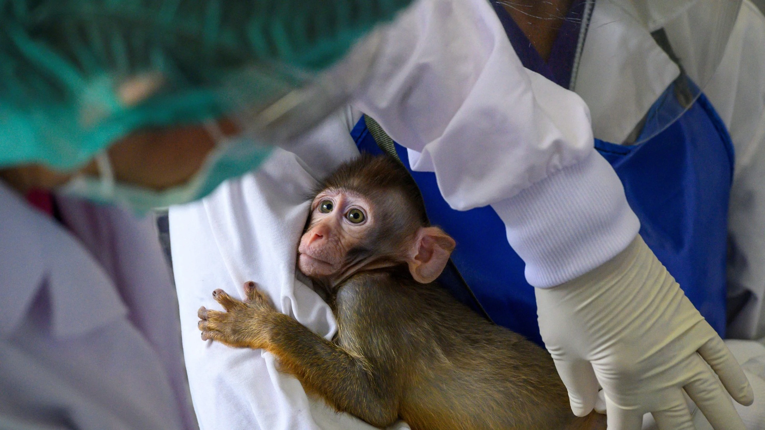SENTIENT | International Animal Rights Day + Q&A