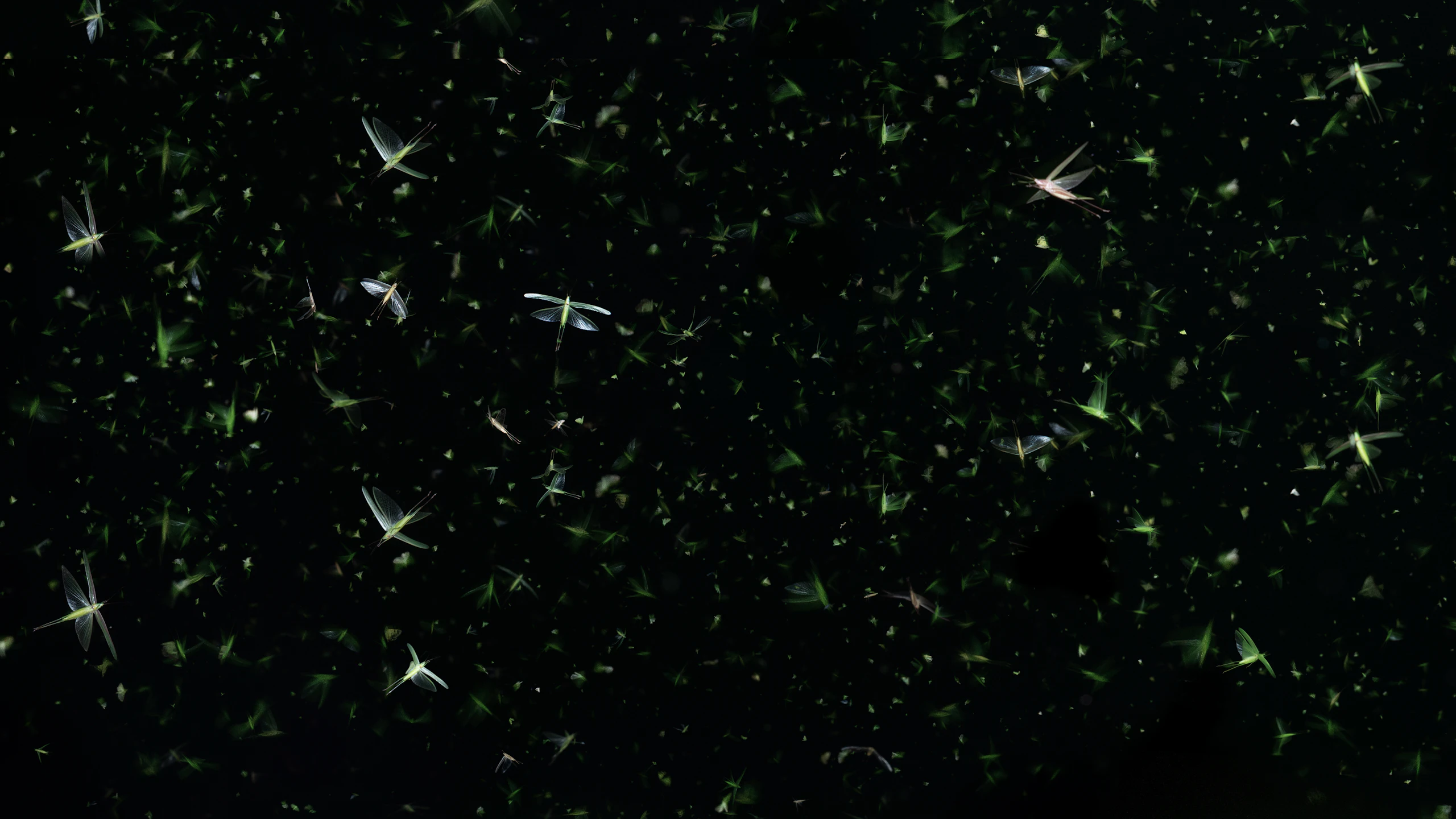 Grasshopper Republic