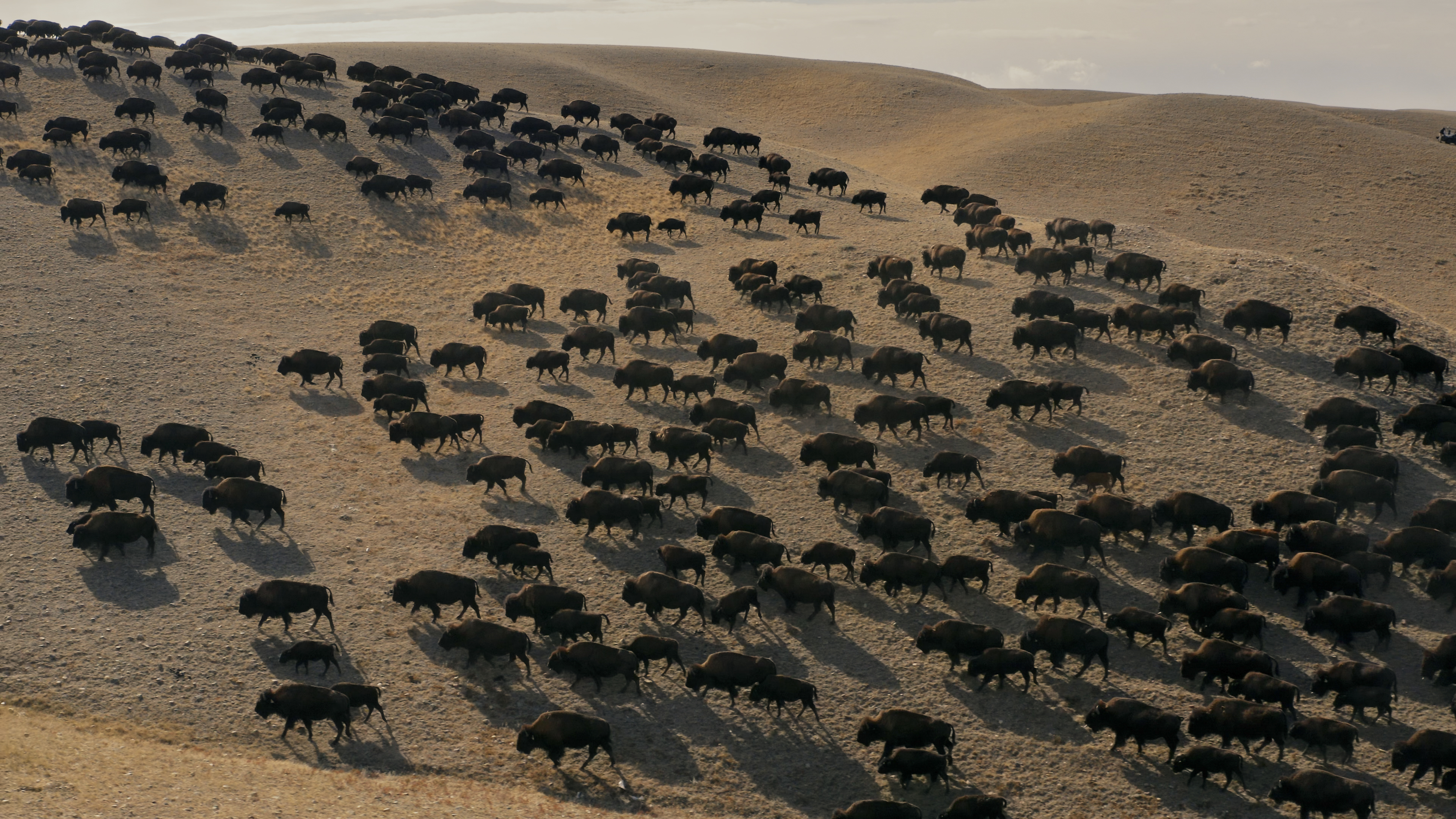 Bring Them Home/Aiskótáhkapiyaaya