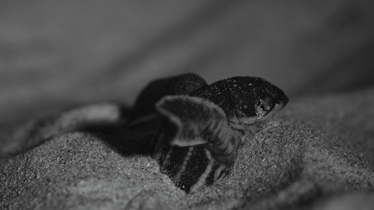 Series image 6