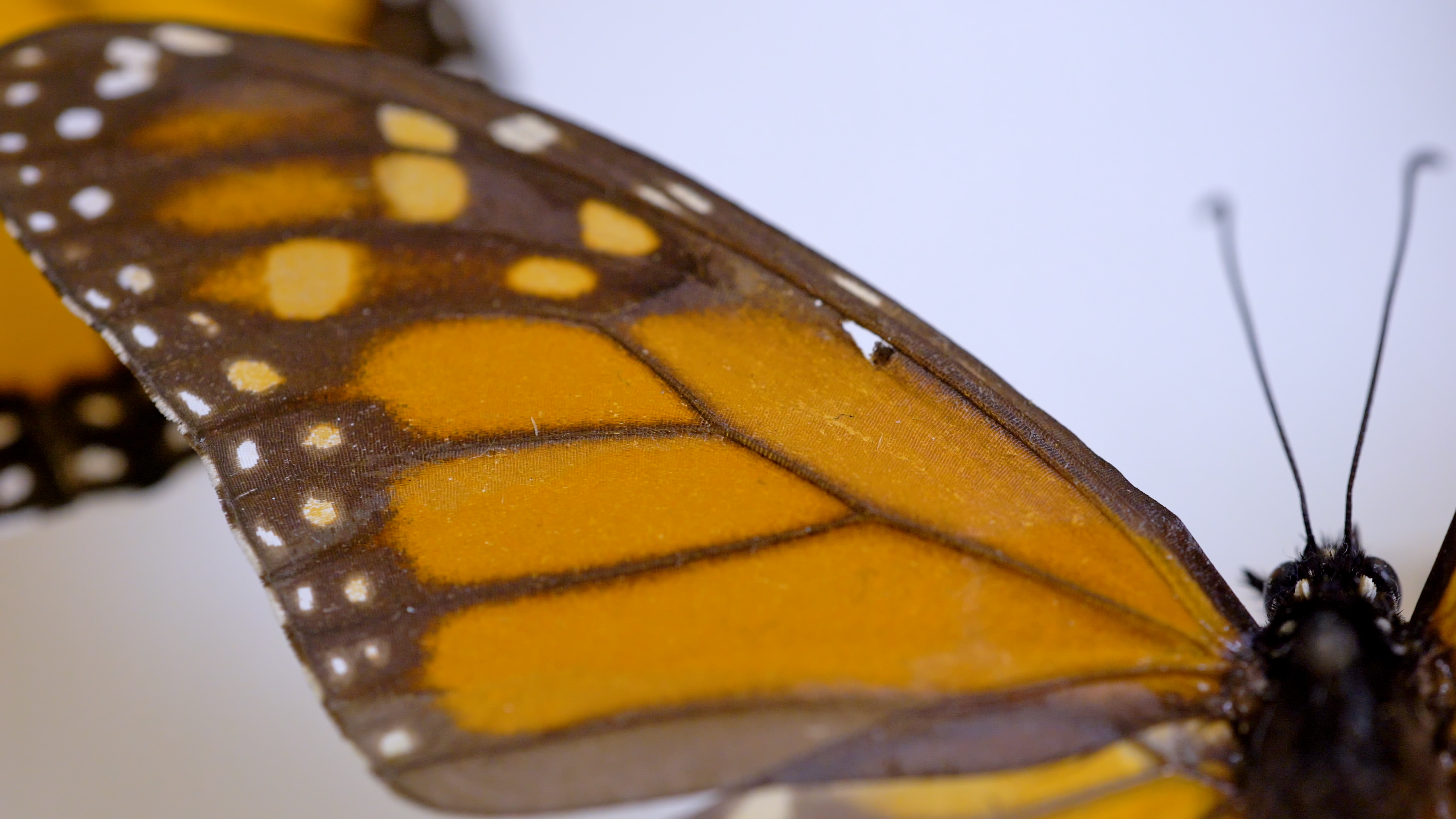 THE LITTLE THINGS THAT RUN THE WORLD