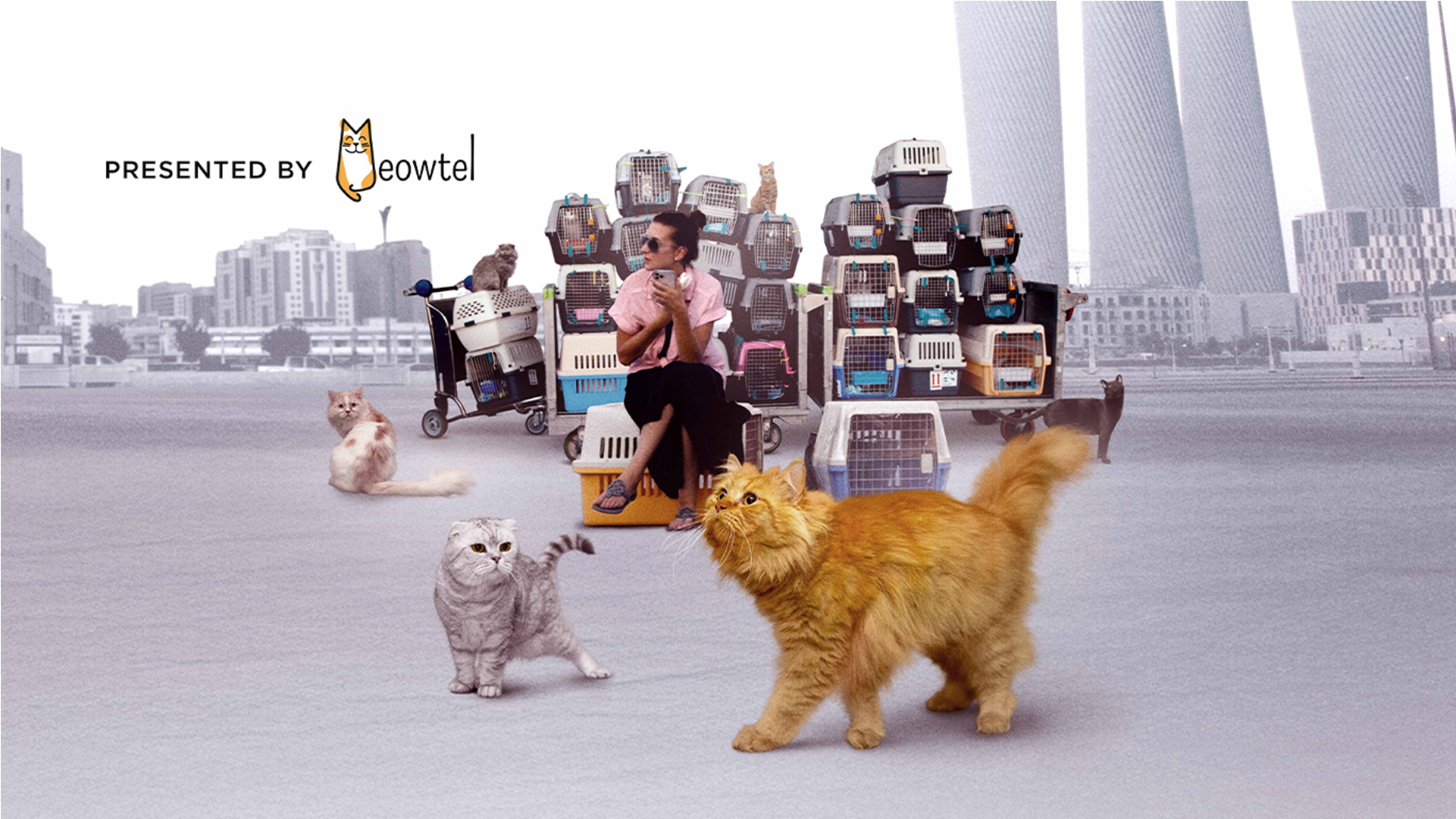 25 Cats From Qatar